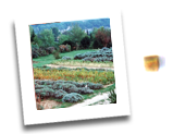 Valle del Senio - Guide e Visite Guidate - Casola Valsenio, erbe officinali, guide valle del senio, itinerari valle del senio, Riolo Terme, rocca, terme
